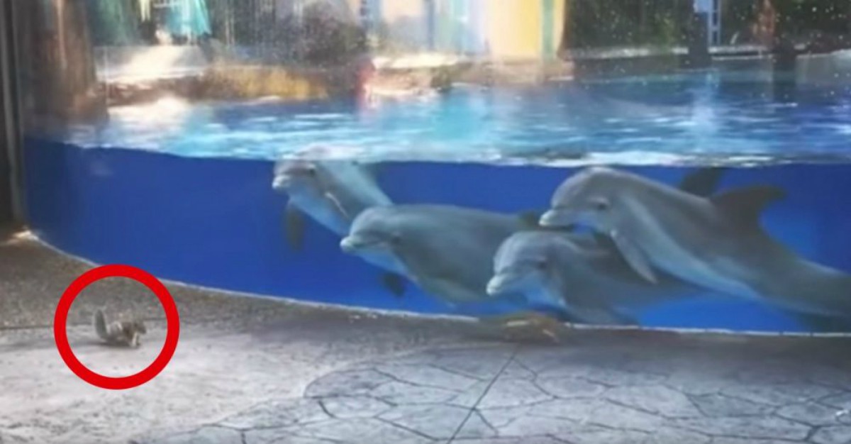 Los Delfines Violan A Los Humanos