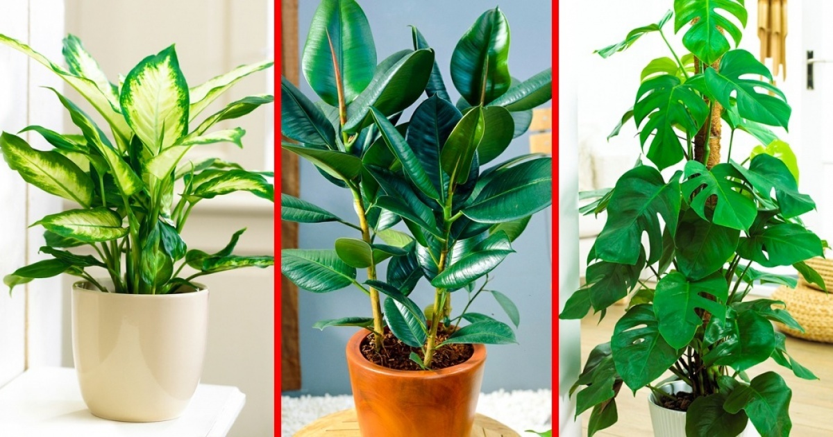 15 Plantas Que No Sabías Que Eran Tóxicas Y Probablemente Tengas En Tu