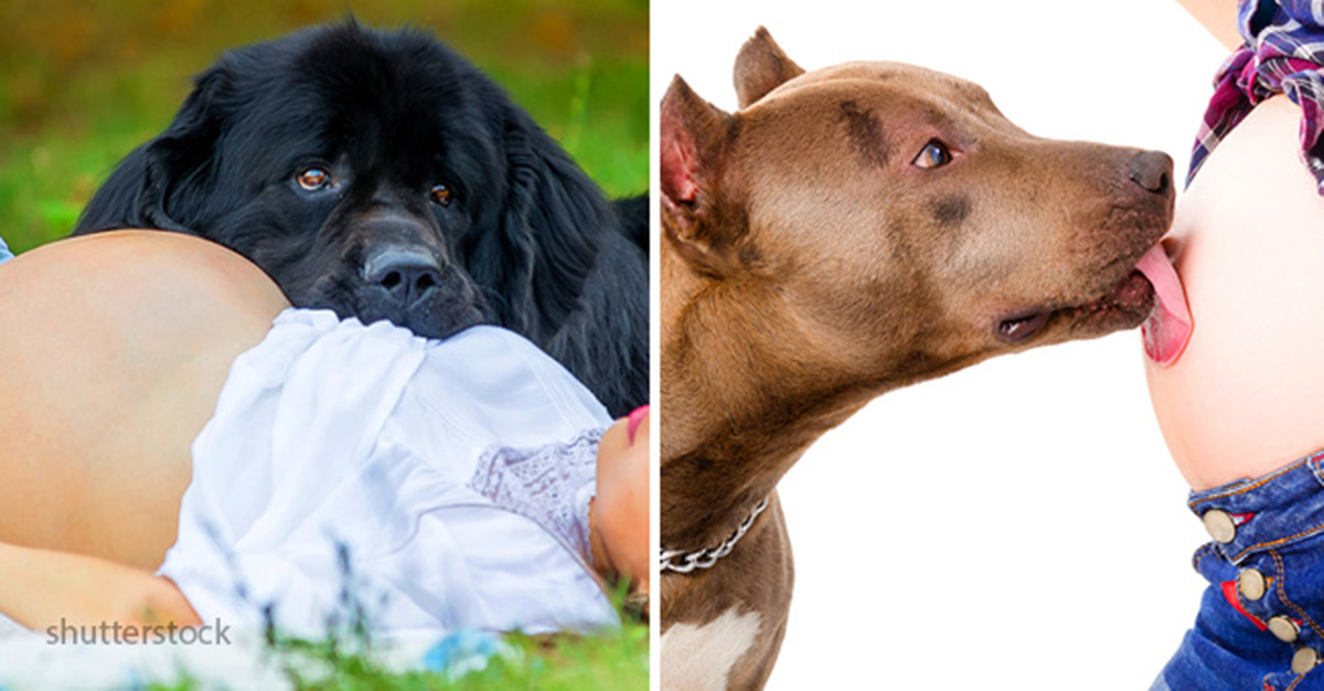 perros