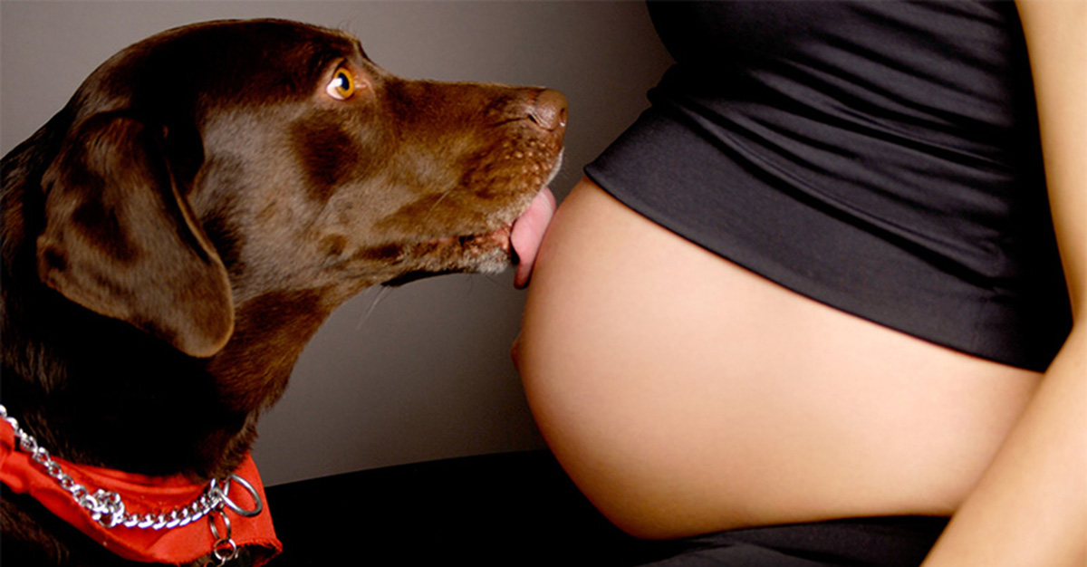 Perros Guardianes: Protegen A Sus DueÃ±as Durante El Embarazo De Manera Ador...