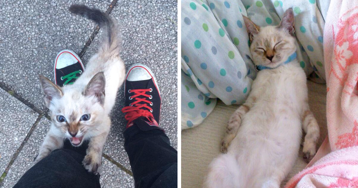 Mi Gatito Se Tambalea Al Caminar