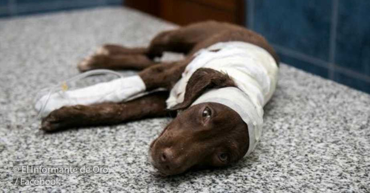 Por Primera Vez En Argentina Un Hombre Será Imputado Por Maltratar A Un