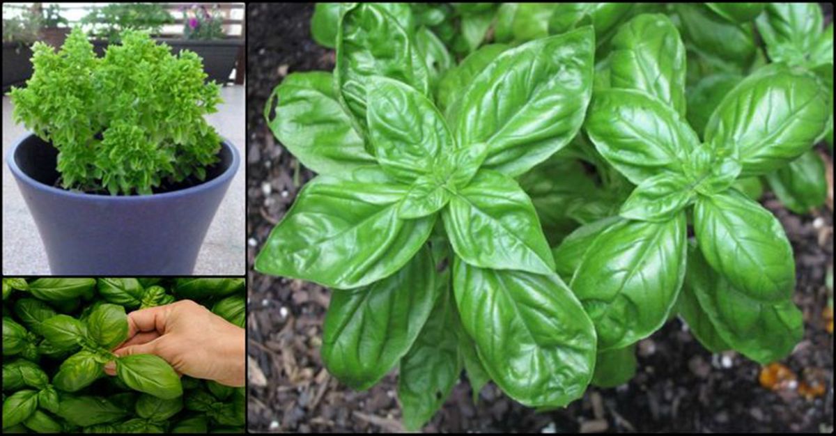 12 Beneficios De La Albahaca, Aprende A Cultivarla En Casa Via Ritmo