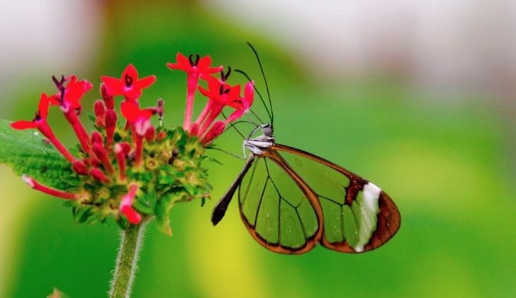 16 Mariposas M s Bellas Y Ex ticas Del Mundo Via Ritmo