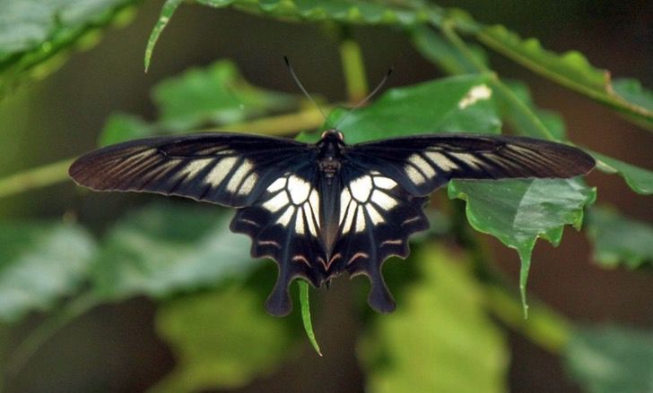 16 Mariposas M s Bellas Y Ex ticas Del Mundo Via Ritmo