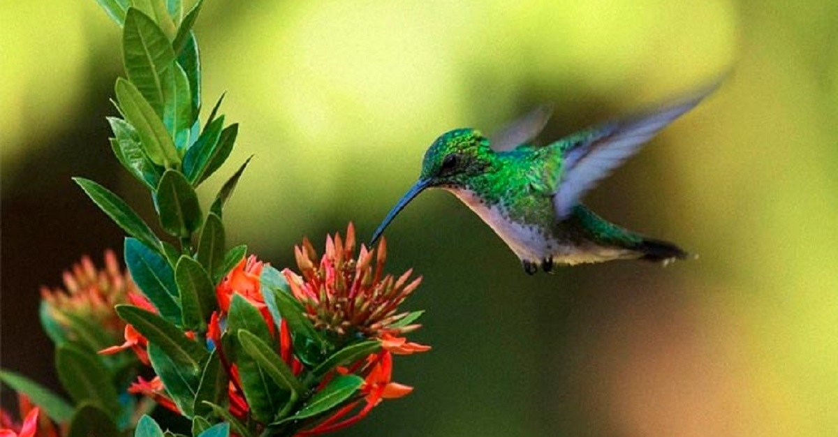 Cuando Ves Un Colibrí, Es Porque Un Alma De Un Ser Querido Te Vino A