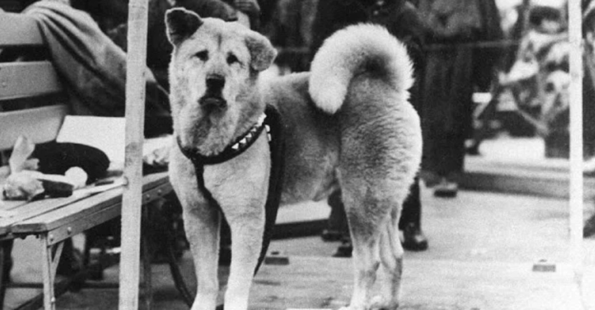 Aparecen Nuevas Fotos De Hachiko, El Perro Que Esperó 9 Años A Su Dueño