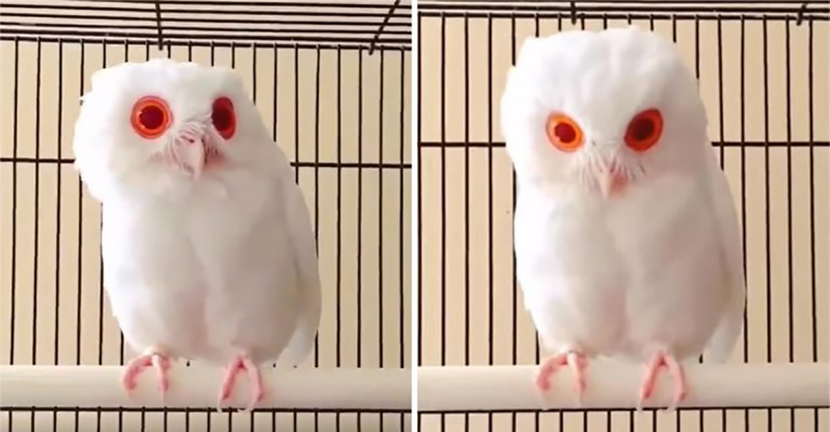 B  ho Albino Cautiva Con Irreal Plumaje Blanco Ojos Rojos Via Ritmo